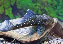 L128 HEMIANCISTRUS SP. XS