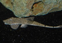 MARBLED FLUNDERHARNISCHWELS