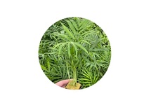 Chamaedorea (palm) in pot (p5)