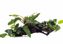 Anubias sur racine L (31-40cm) - DW