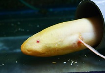 SLENDER LUNGFISH ALBINO XL
