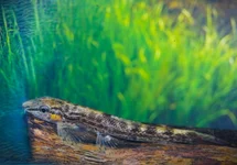 HOMALOPTEROIDES AVII M