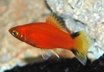PLATY ROT VICTORY