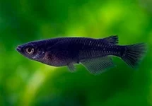 ORYZIAS LATIPES BLACK MEDAKA M