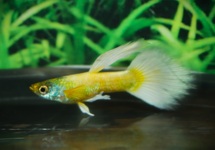 GUPPY LUMINIOUS GOLD MALE