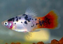 PLATY WIT SPOTTED REDTAIL