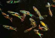 ENDLER GUP MIX CAMPOMA (M/F)