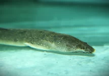 LAMNOSTOMA KAMPENI M