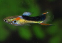 GUPPY ENDLER JAUNE HALF TUXEDO (MÂLE)