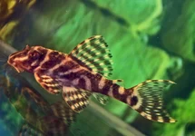 L450 HYPANCISTRUS 