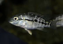 NANDOPSIS HAITIENSIS S