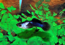 GUPPY BLUE PANDA MALE