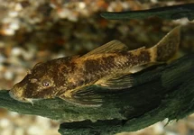 LDA016 ANCISTRUS
