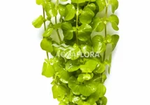 Lysimachia nummularia 'Aurea' - BA