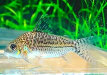 CORYDORAS (BROCHIS) SODALIS M