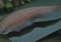 AFRICAN KNIFEFISH
