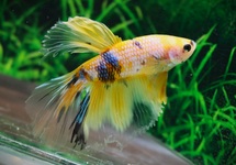 KEMPVIS HALFMOON YELLOW GALAXY MAN