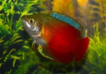 DWARF GOURAMI RED (M/F)