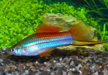 ZWAARDDRAGER NEON