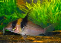 PANTSERMEERVAL VIRGINIAE