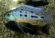 MALAWI CICHLIDE SPILONOTUS