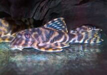 L015 CANDY STRIPED PLECO