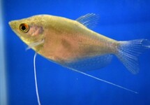 GOURAMI CLAIR DE LUNE