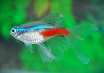 NEONTETRA SLUIER