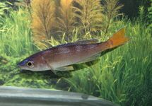 HARINGCICHLIDE UTINTA M