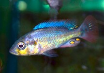 BLUE VICTORIA MOUTHBROODER