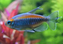 KONGOZALM