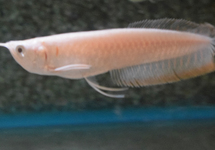 SILBER AROWANA ALBINO