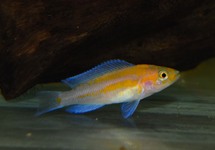 NEOLAMPROLOGUS FALCICULA CYGNUS S