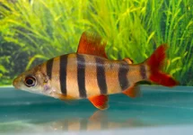 ZEBRA DISTICHODUS