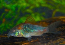 CORYDORAS ORANGE VENEZUELA