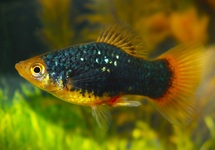 PLATY TUXEDO GOLDHEAD