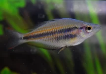 MELANOTAENIA TRIFASCIATA M