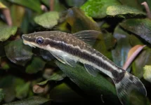 DWERGALGENETER VITTATUS