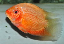 RED SPOTTED HEROS