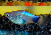 PLATY BLAU MICKEY
