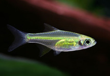 MICRODEVARIO KUBOTAI L