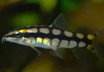 AMBASTAIA SIDTHIMUNKI M