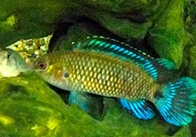 BLAUWBAARSJE
