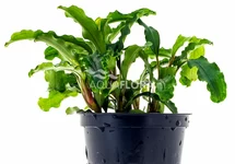 Bucephalandra sp. (mix) - PE