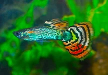 POEC. RET. SNAKESKIN MOSAIC MALE M