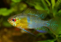 MIKROGEOPHAGUS RAMIREZI