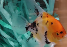 MAANVIS KOI GOUDKOP