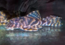 L015 PECKOLTIA VITTATA XL