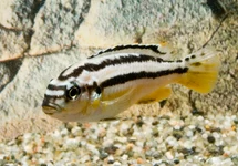CICHLIDÉ TURQUOISE DORÉ