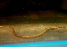BARHEAD PIPEFISH